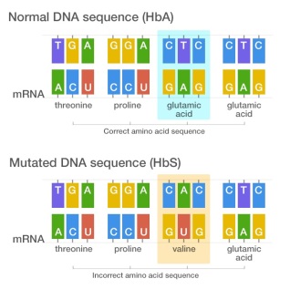 Normal and mutatedDNA